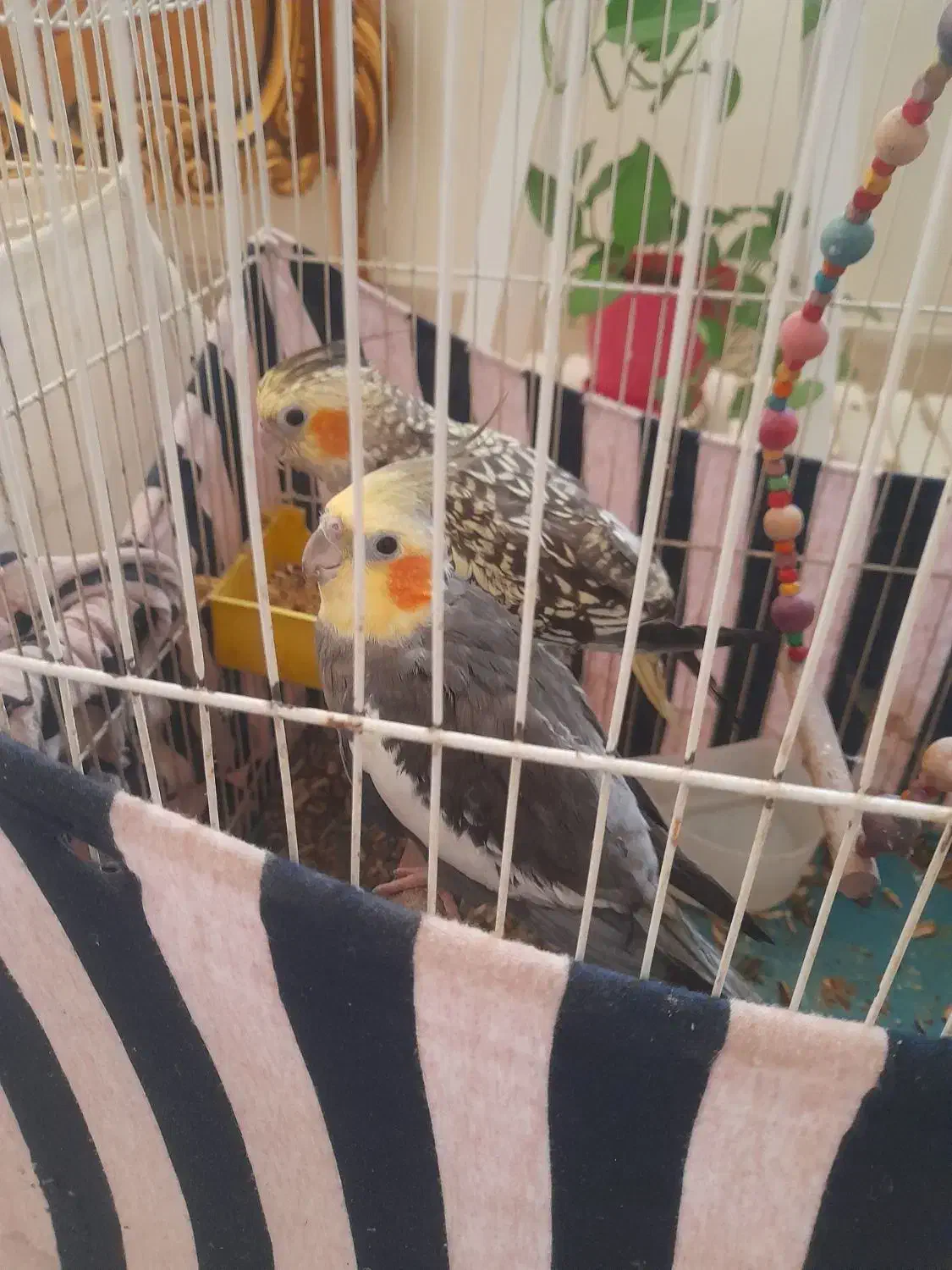 ۲عدد عروس هلندی|پرنده|بومهن, |دیوار