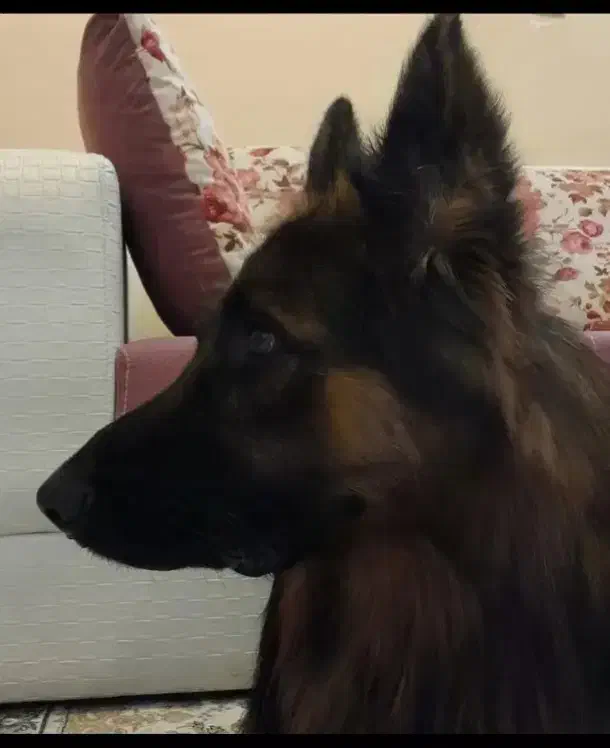 ژرمن نر یکسال گذشته گم شده|سگ|سیرجان, |دیوار