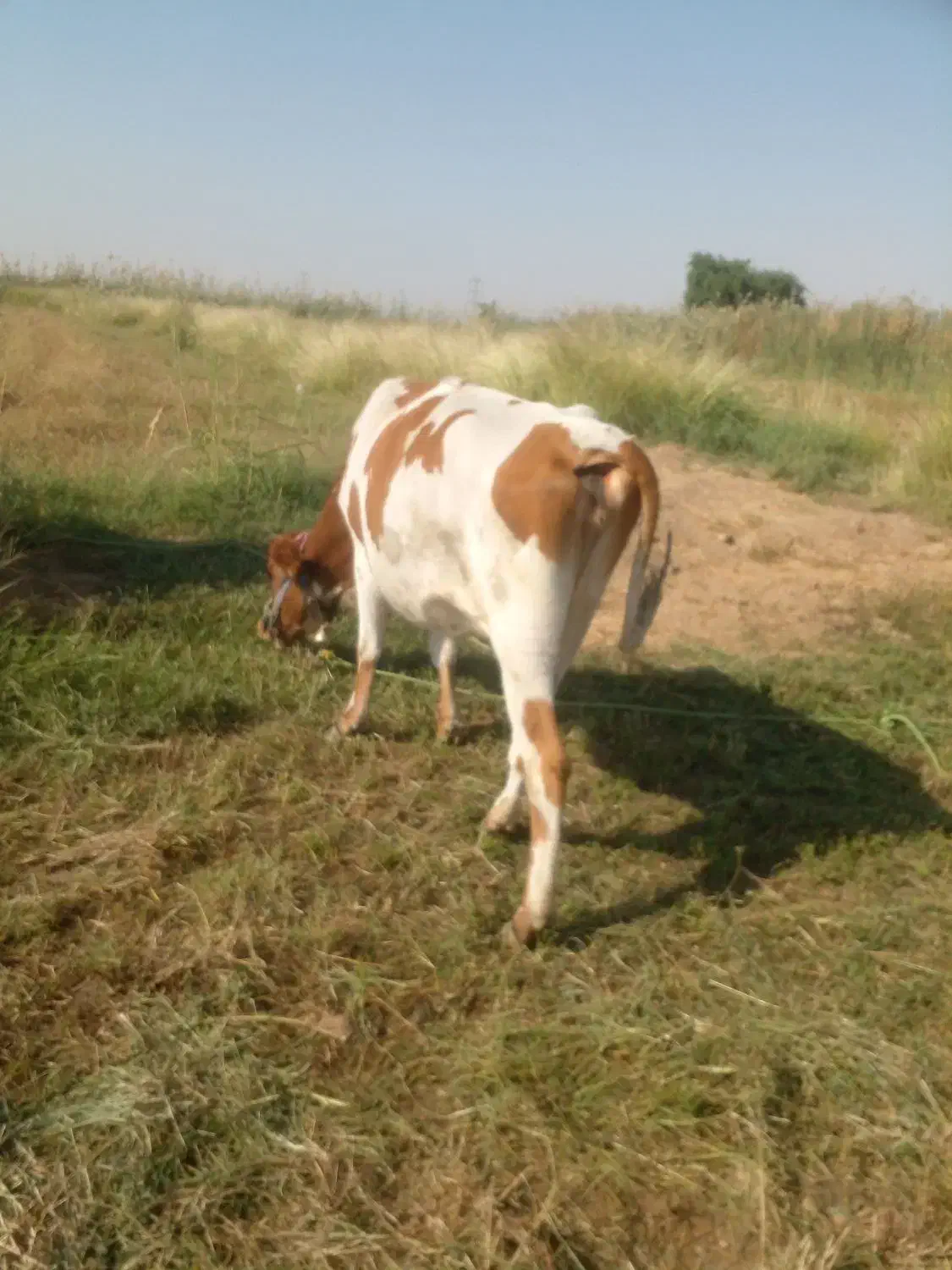 گوساله جوان چاق قصابی|حیوانات مزرعه|گتوند, |دیوار