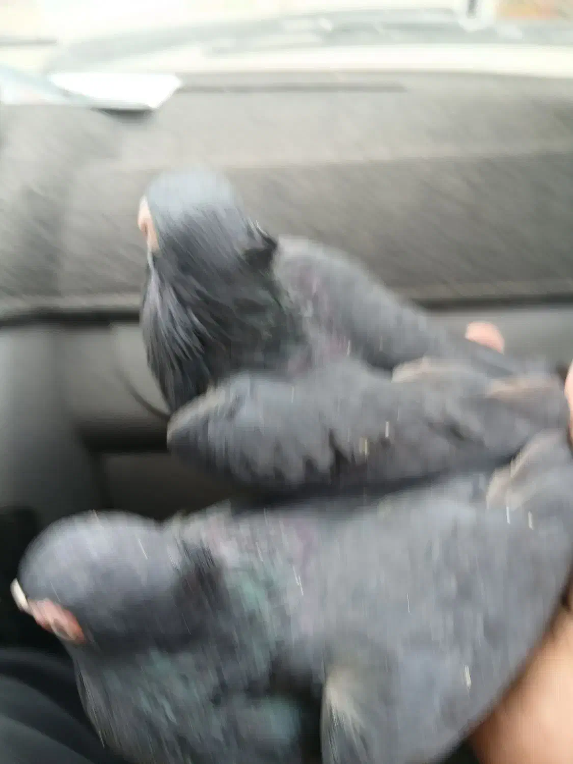 سیاه چشم نک|پرنده|باغ بهادران, |دیوار