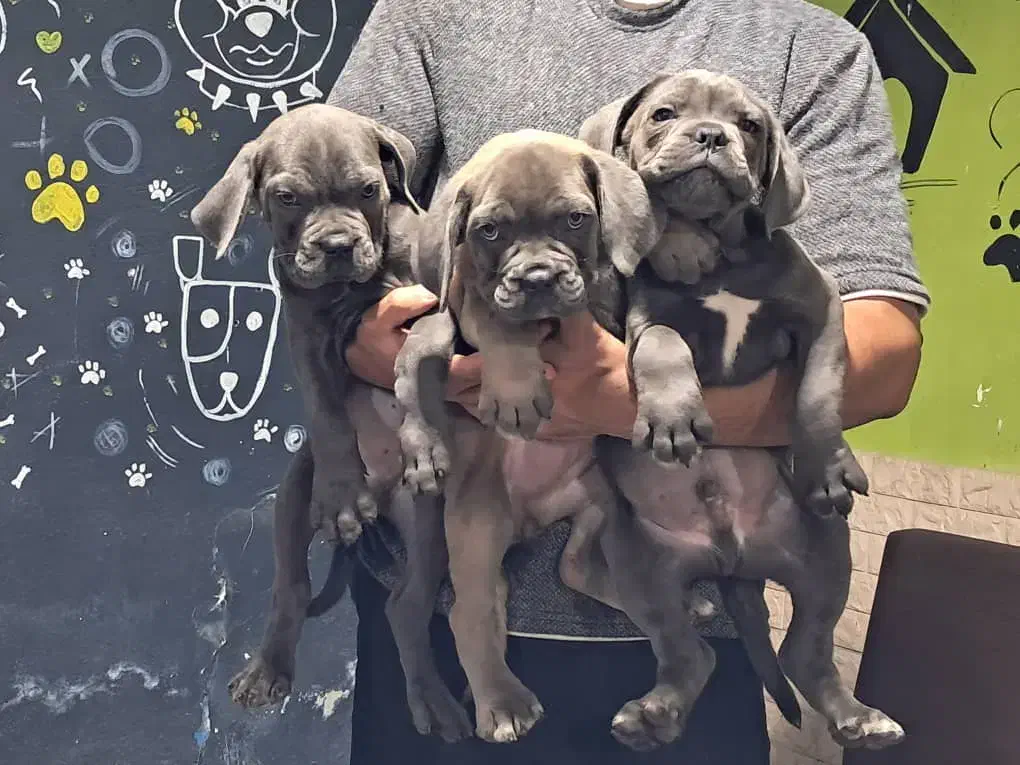 سگهای گارد کنکورسو ماستیف ، روتفایلر،ژرمن، دوبرمن|سگ|صفادشت, |دیوار