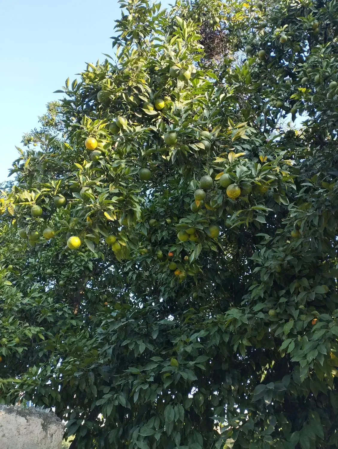 نارنج سردرختی|عمده‌فروشی|آمل, |دیوار