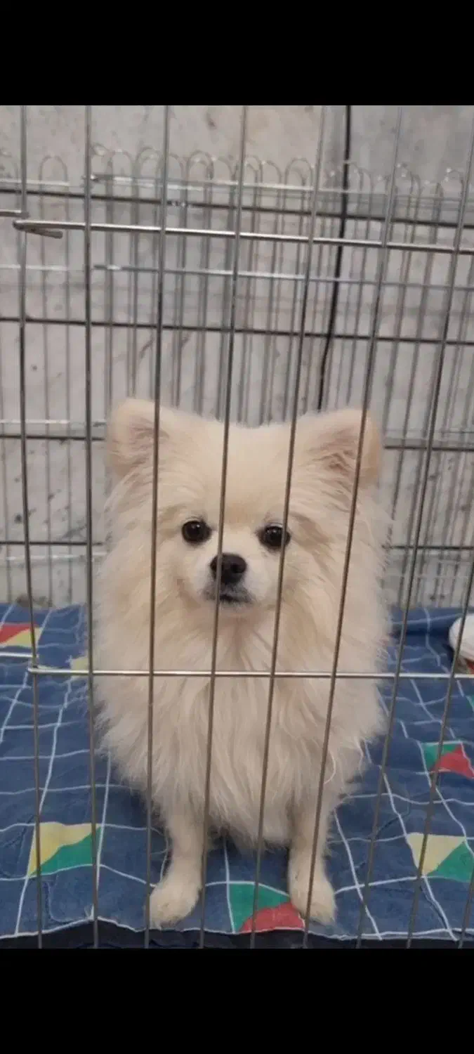 واگذاری سگ پامر|سگ|قائن, |دیوار