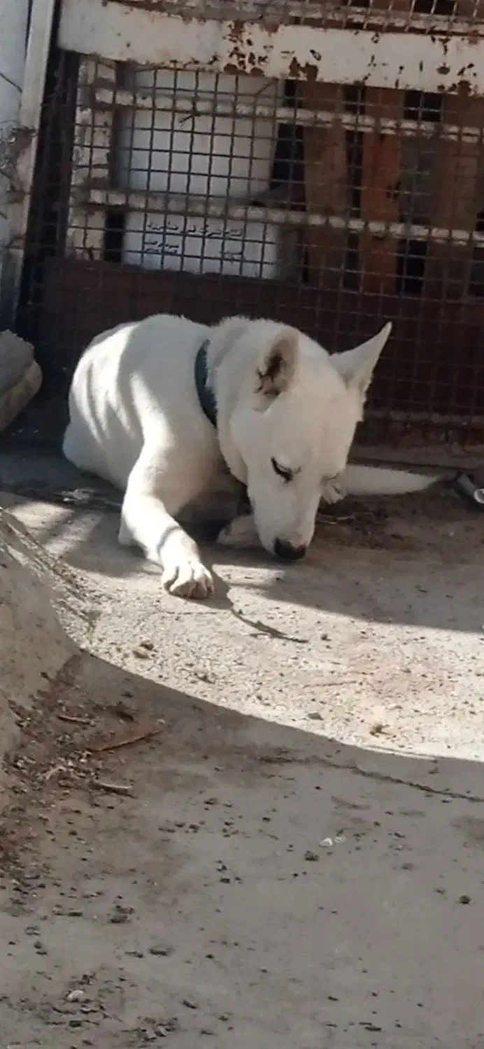 سگ نر|سگ|زاهدان, |دیوار