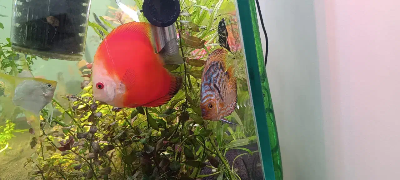 ماهی دیسکس|ماهی|مشهد, ایثار|دیوار