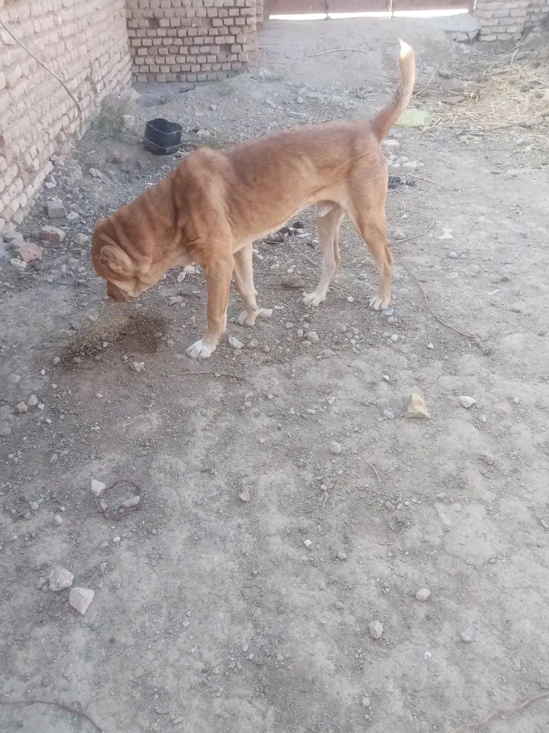 سگ گوسفندی جوان|سگ|اسفراین, |دیوار