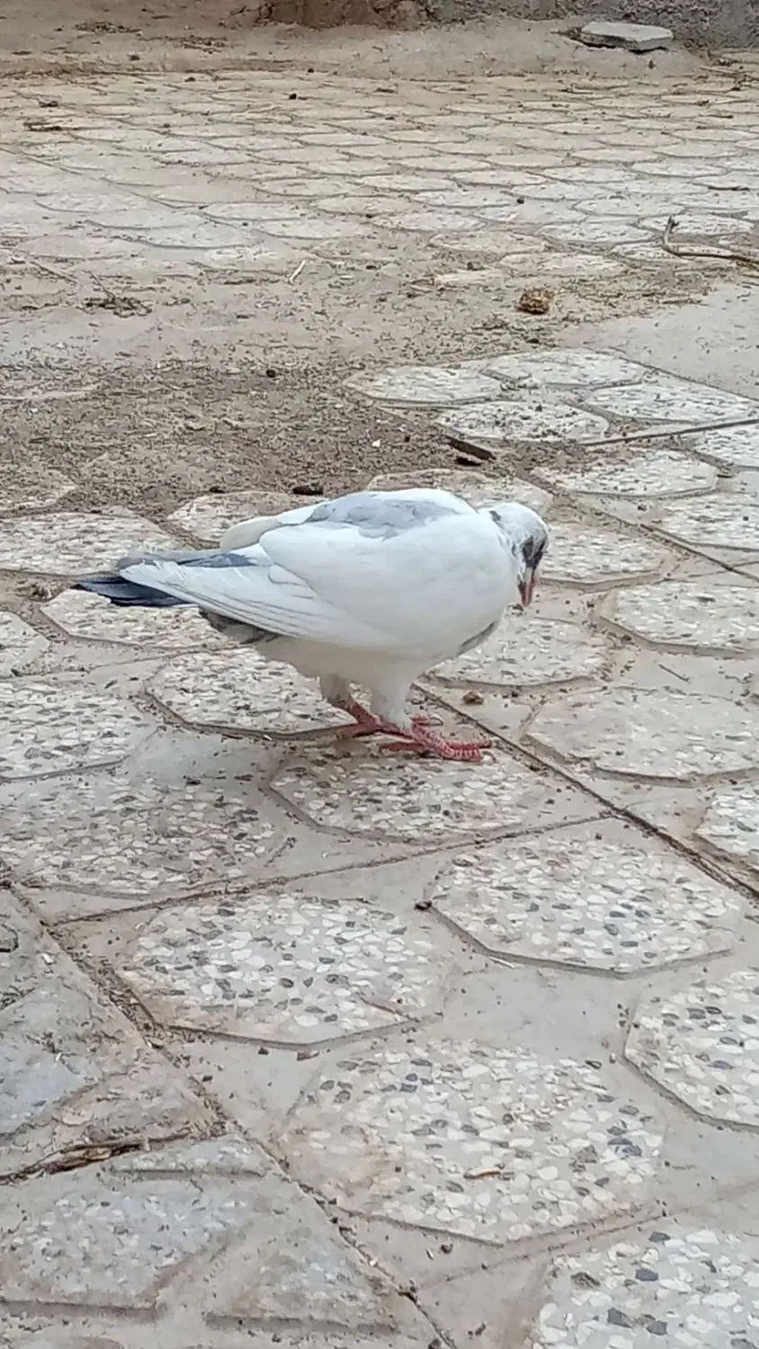 کفتر.کبوتر|پرنده|تربت‌حیدریه, باغ سلطانی|دیوار