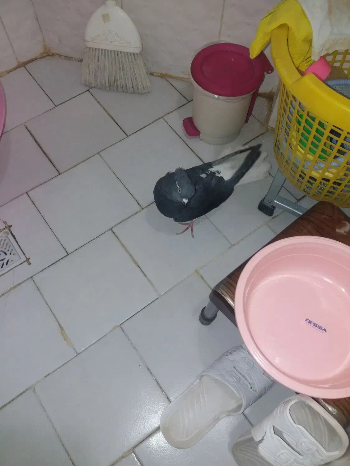 یه عددذیل دم سفیدماده درشت|پرنده|محمدیه-قزوین, |دیوار