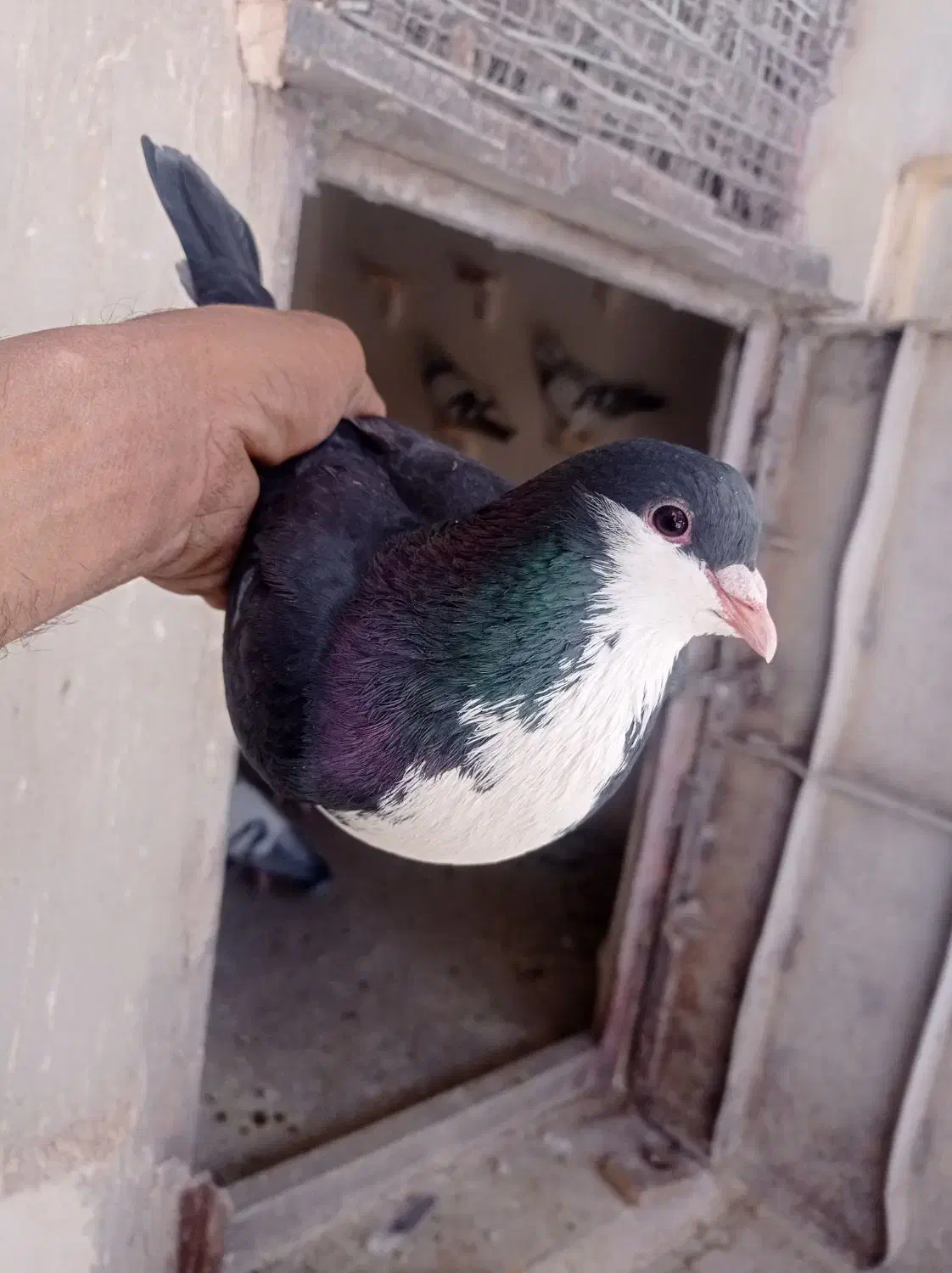 کبوتر|پرنده|بم, |دیوار