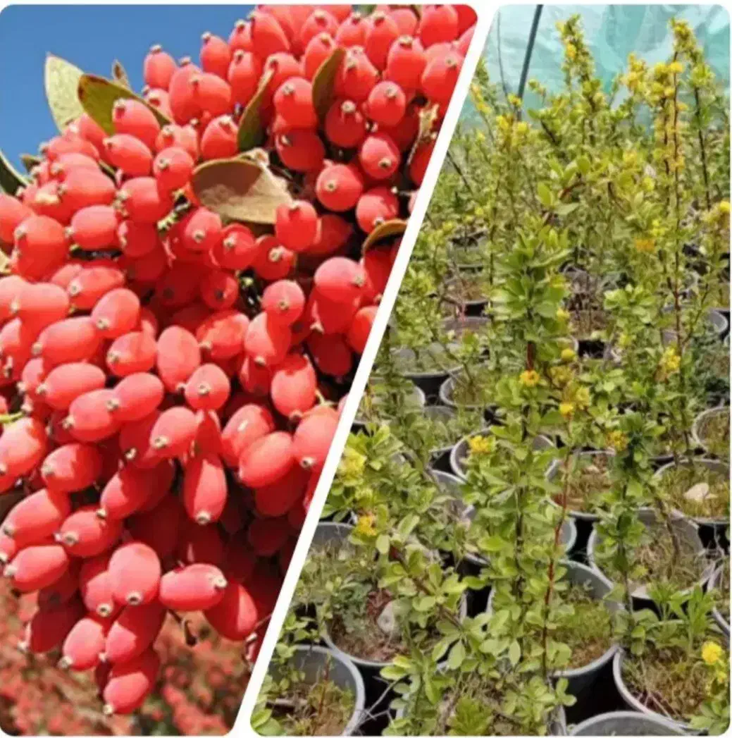 نهال انگور شامپاین|گل و گیاه طبیعی|ساری, |دیوار