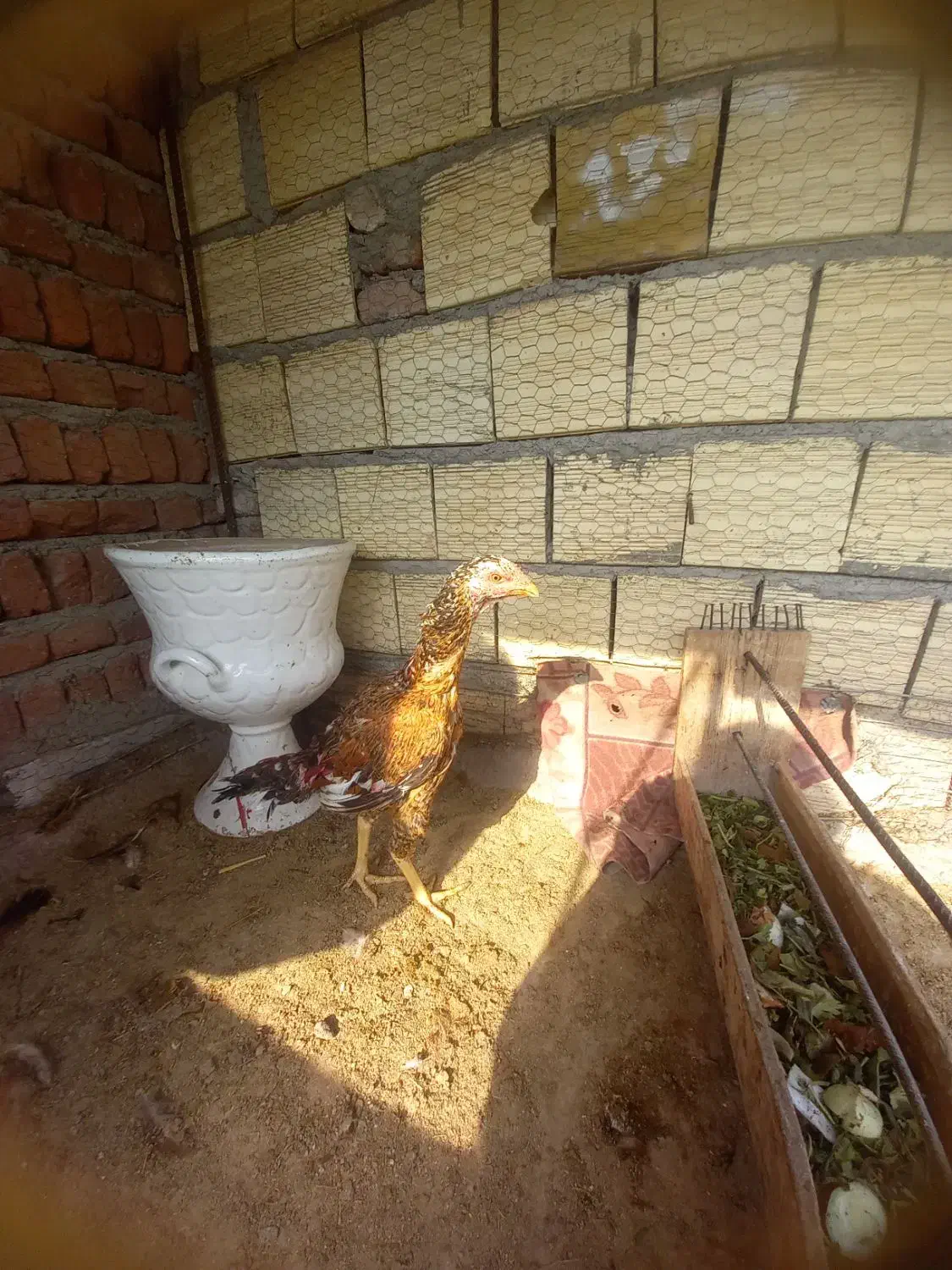 اجتماعی|حیوانات|بناب, |دیوار