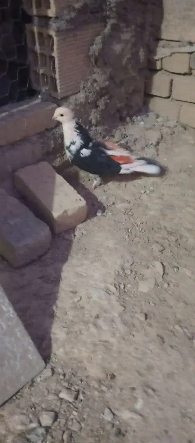 کبوتر|پرنده|ملایر, |دیوار