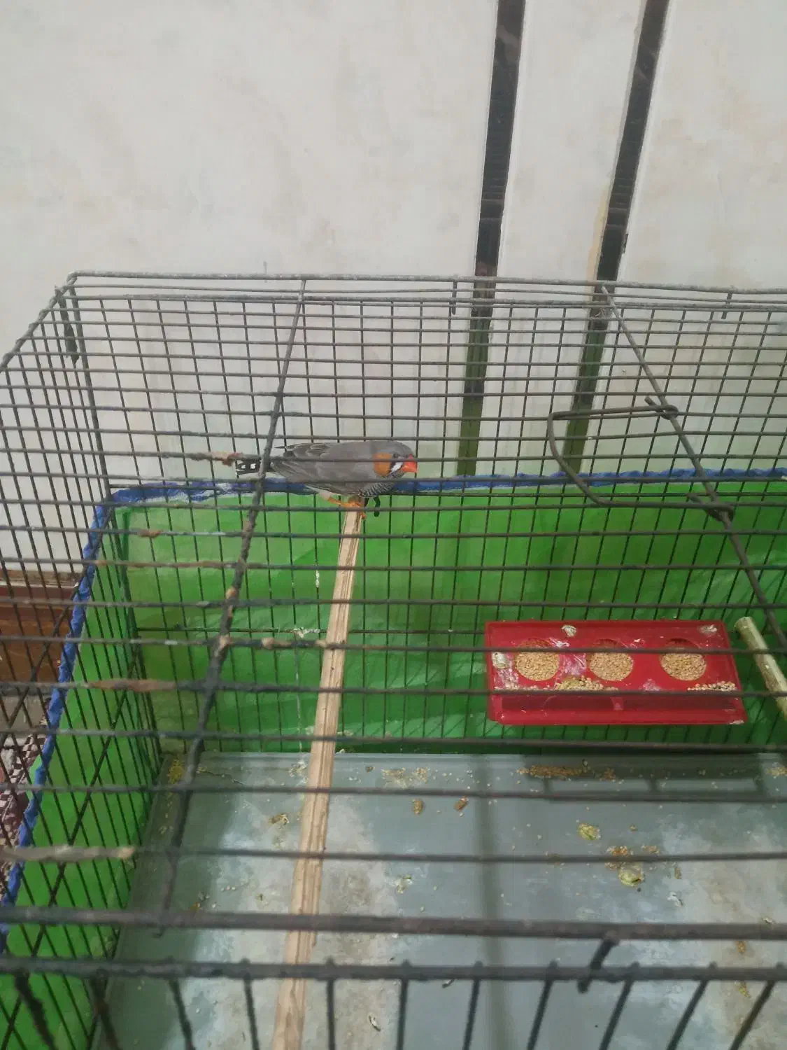 فنچ زبرا نر|پرنده|کارون, |دیوار