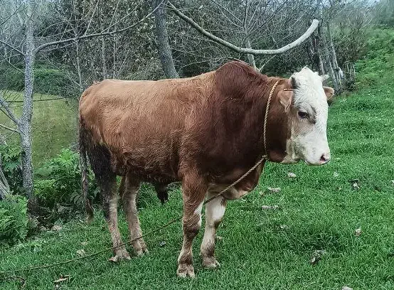 لیشه حامله و ورزا|حیوانات مزرعه|رشت, پسیخان|دیوار