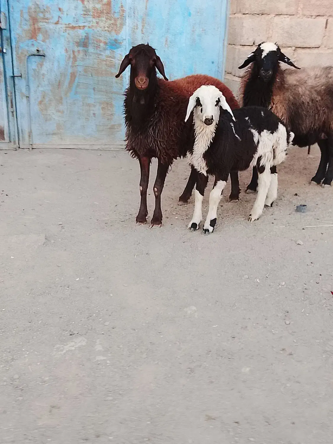 بره ماده|حیوانات مزرعه|تربت جام, جلگه موسی آباد|دیوار