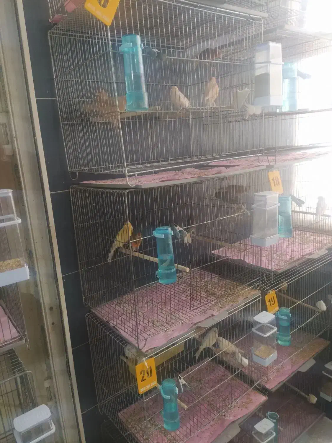 قناری|پرنده|دلیجان, |دیوار