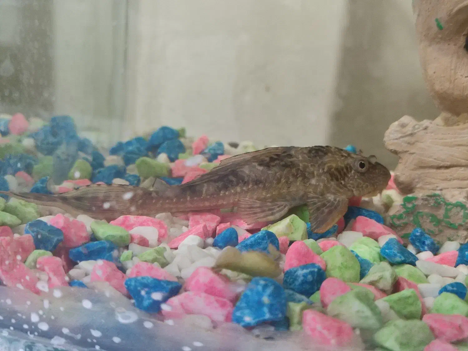 لجن خوار بزرگ|ماهی|ماهدشت, |دیوار