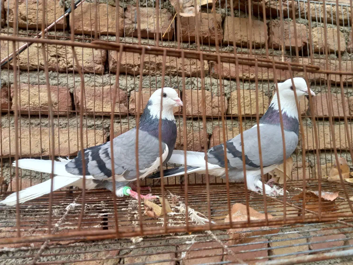 یه جفت کفتر شازده سبز|پرنده|سلماس, |دیوار