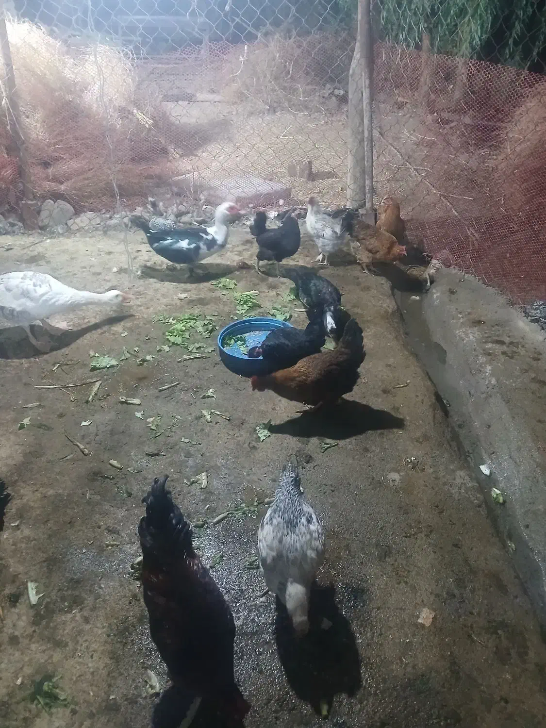 مرغ های تخم گزار کرچ شو محلی|حیوانات مزرعه|محمدشهر, ولدآباد|دیوار