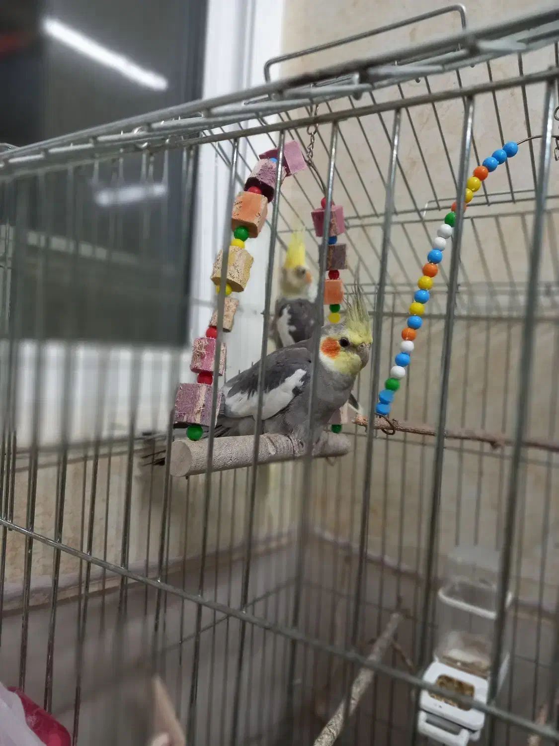 یک جفت طوطی عروس|پرنده|بابل, |دیوار