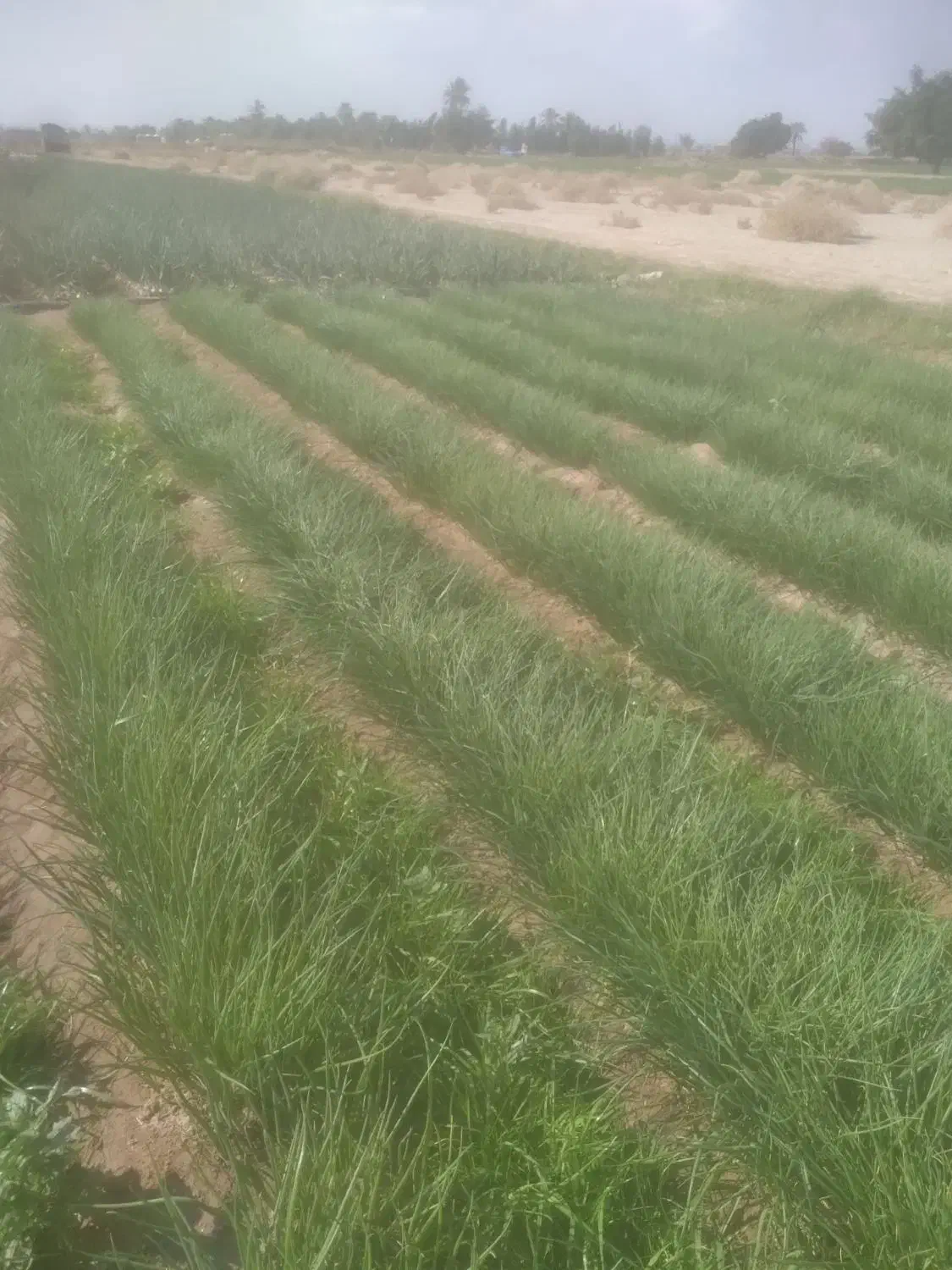 نهال پیاز|گل و گیاه طبیعی|جیرفت, |دیوار