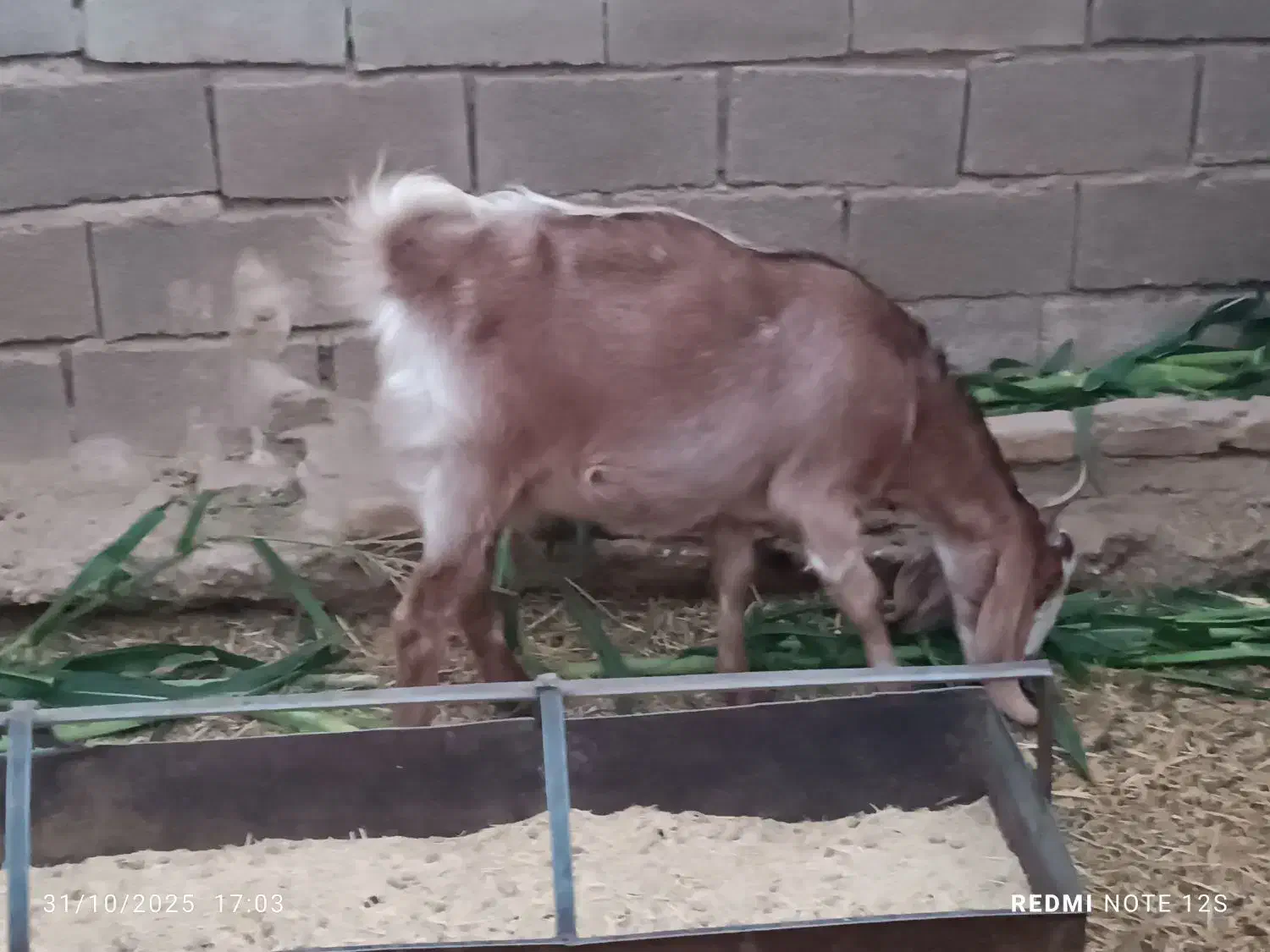 بز چهار ماه آوستن و کولار و یک عدد خروس لاری|حیوانات مزرعه|طبس, |دیوار