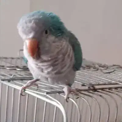 طوطی ابی رنگ گمشده|پرنده|برازجان, |دیوار