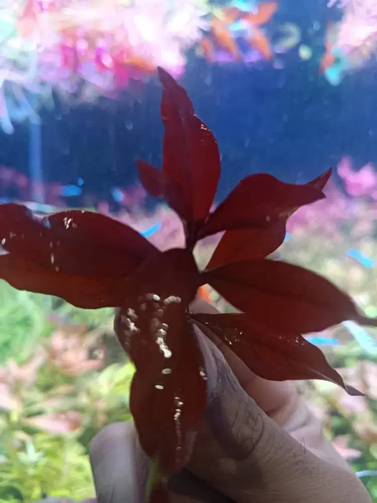 لودویجیا سوپر رد هرسی|ماهی|شیراز, گل سرخ|دیوار