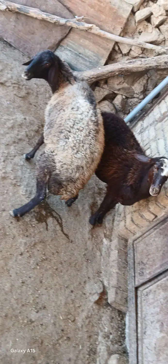 میش|حیوانات مزرعه|شازند, |دیوار