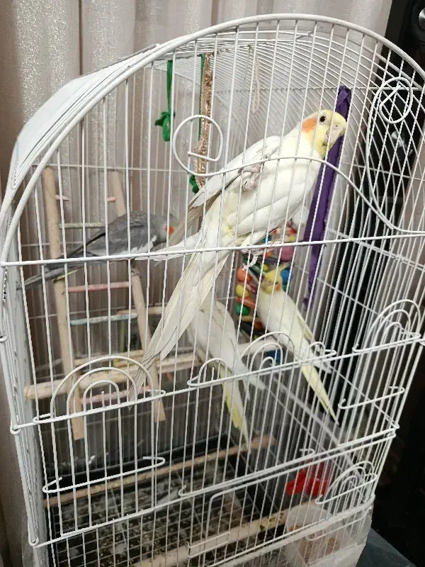 4تا عروس هلندی|پرنده|مشهد, صداقیه|دیوار