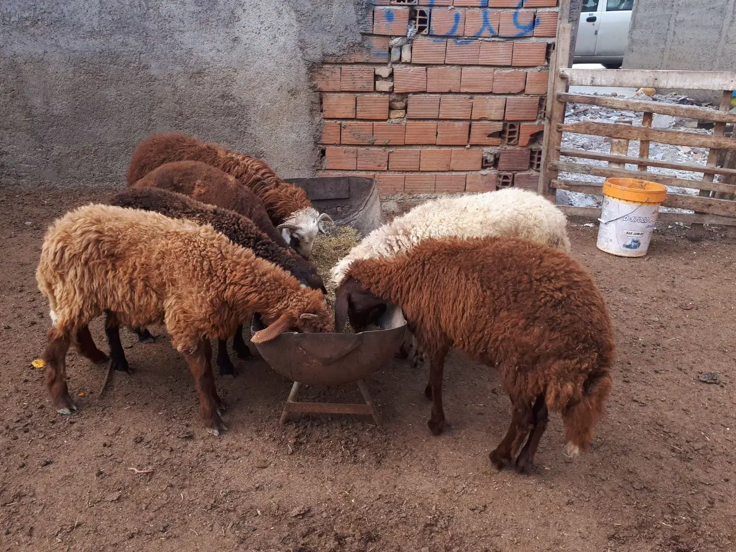 ّبره نر داشتی|حیوانات مزرعه|بندر ترکمن, |دیوار