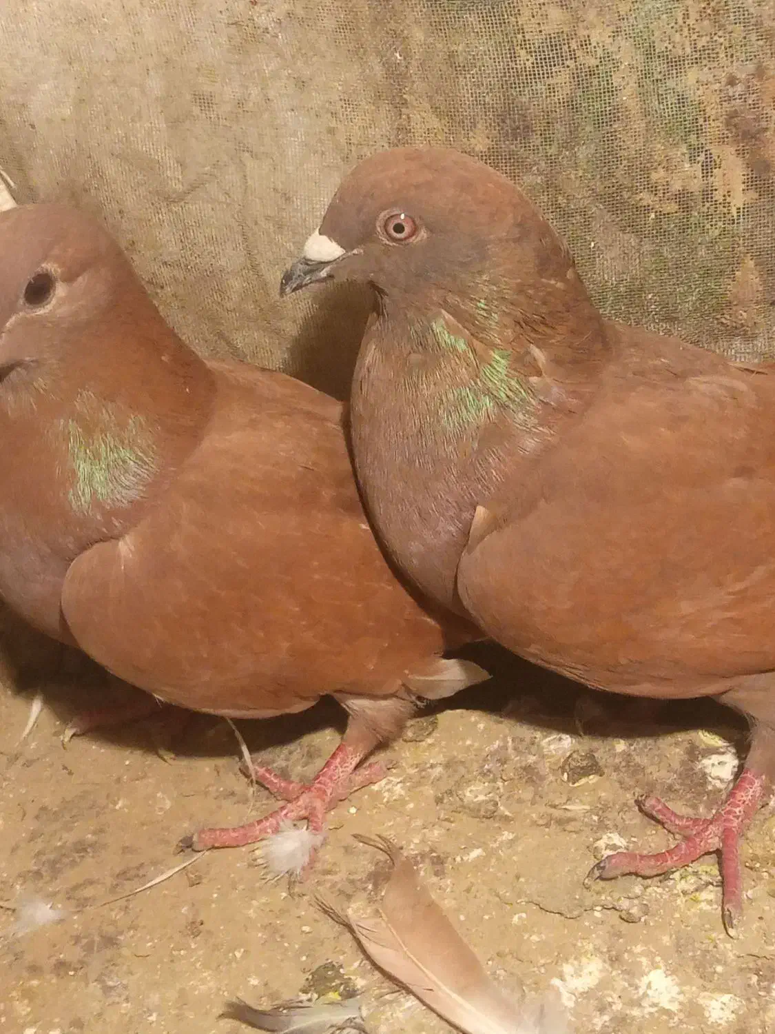 سرخ|پرنده|مود, |دیوار