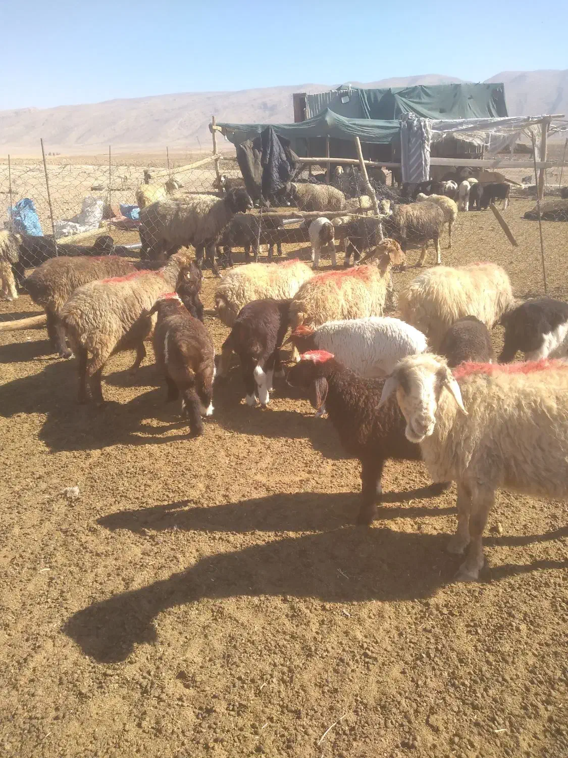 ۱۰ راس میش بره دار شیشک|حیوانات مزرعه|شیراز, عادل آباد|دیوار