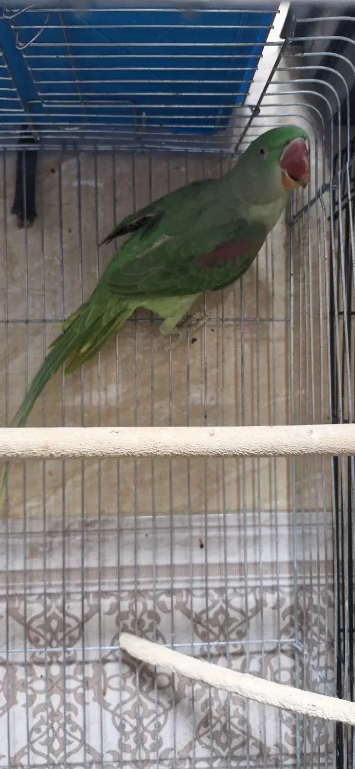 طوطی اسکندرون شاه|پرنده|شهریار, شهرک وائین|دیوار