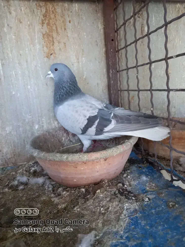 عکس نمایشی هس|حیوانات|شیراز, شهرک بهار|دیوار