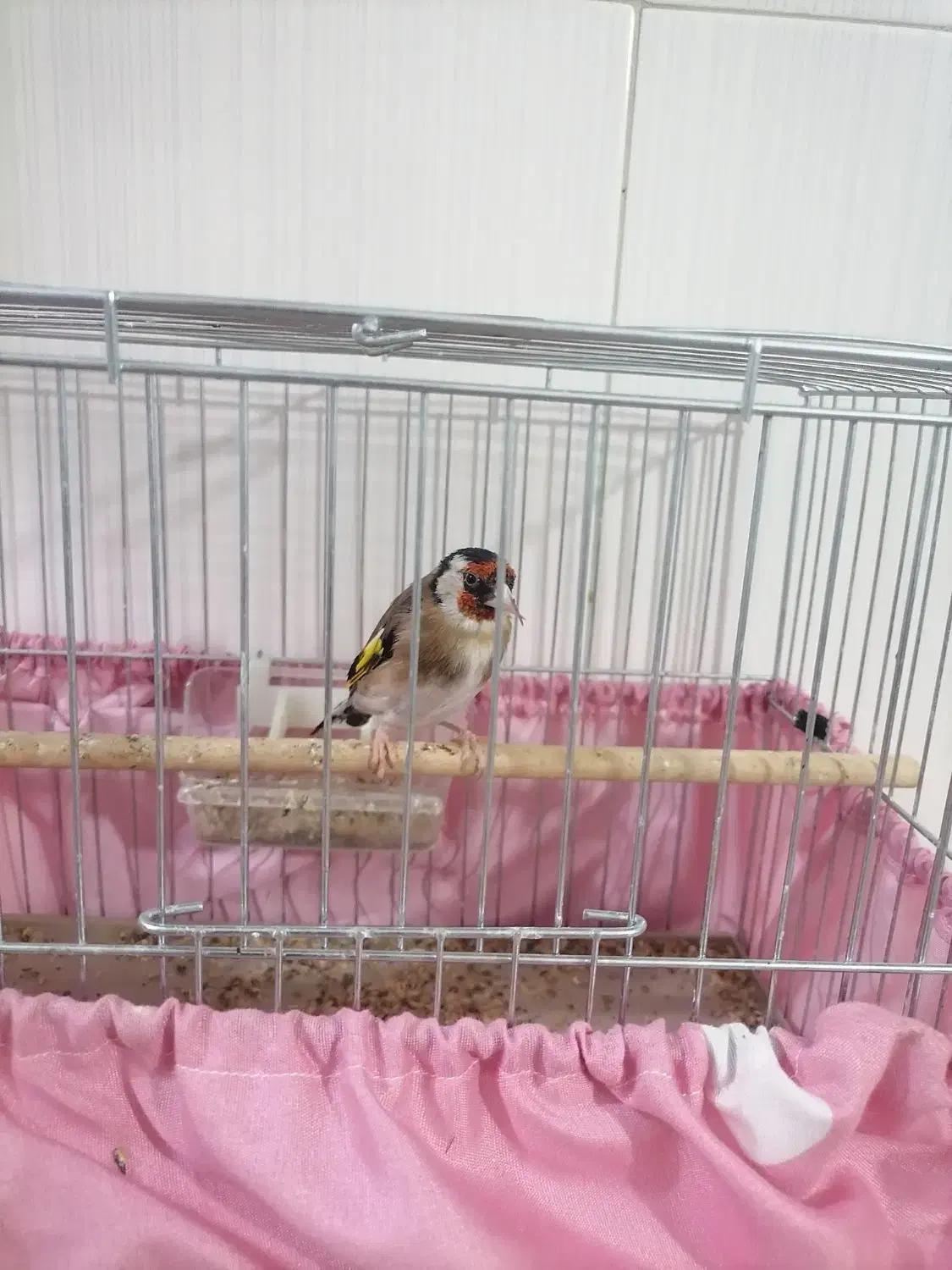 پرنده سهره اهلی نر|پرنده|تبریز, |دیوار