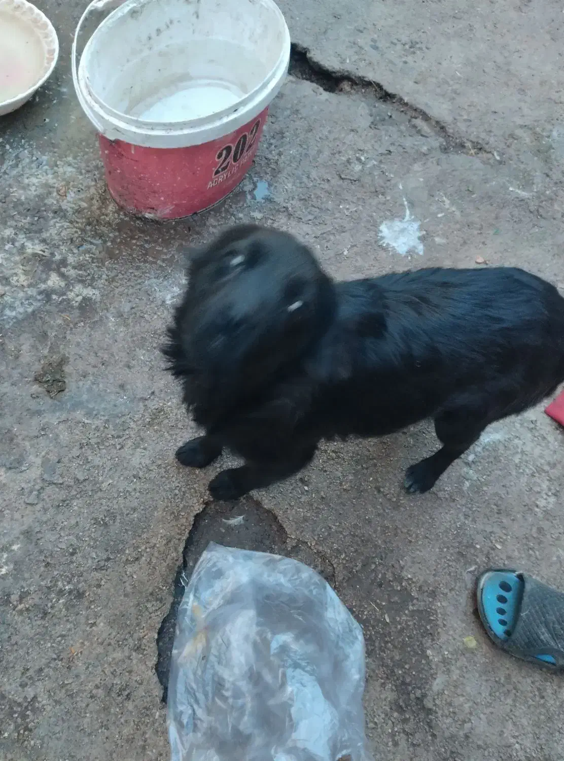 فروشی|سگ|بجنورد, |دیوار