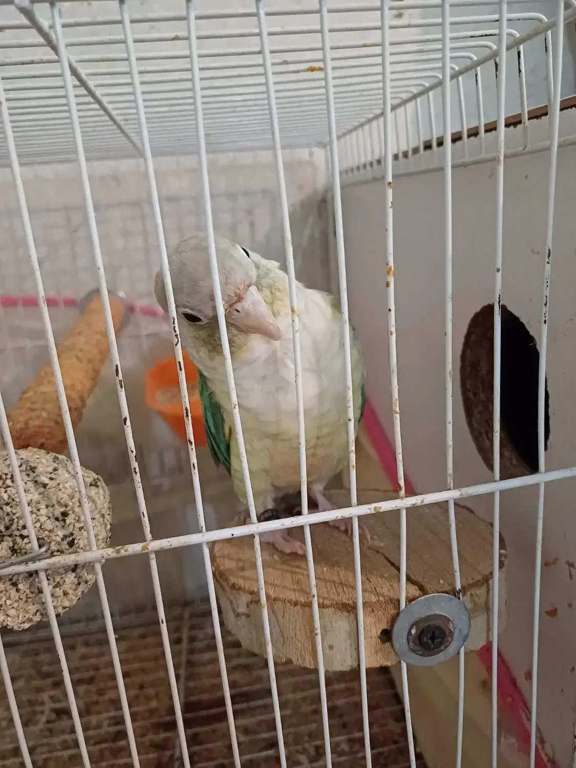 گرینچیک ماده پاین اپل دستی و مولد|پرنده|مشهد, صداقیه|دیوار