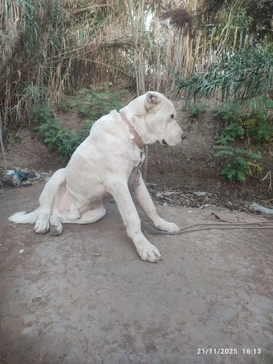 گمشده|حیوانات|سنگدوین, |دیوار