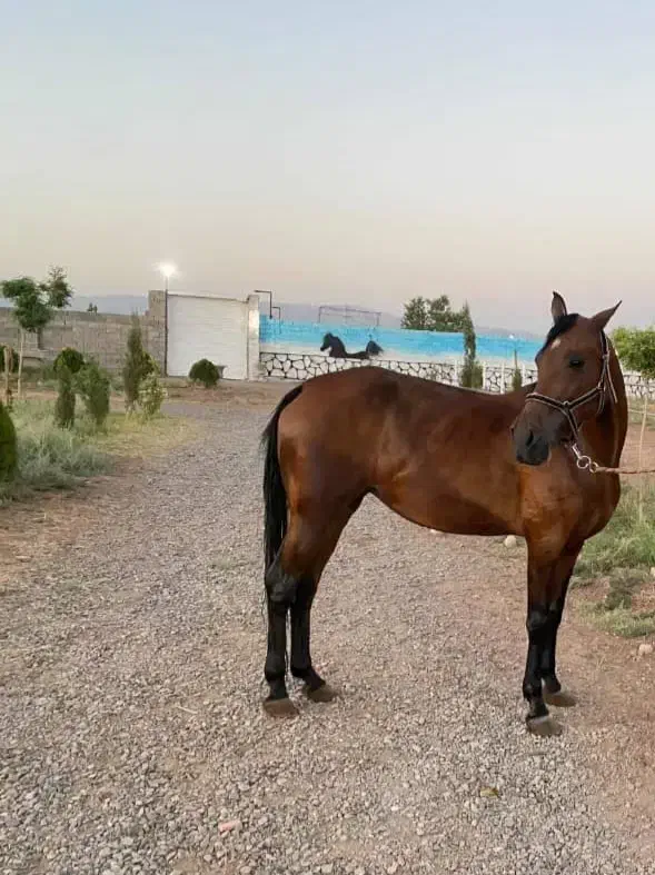 اسب کره سهیل|اسب و تجهیزات اسب‌سواری|رفسنجان, |دیوار