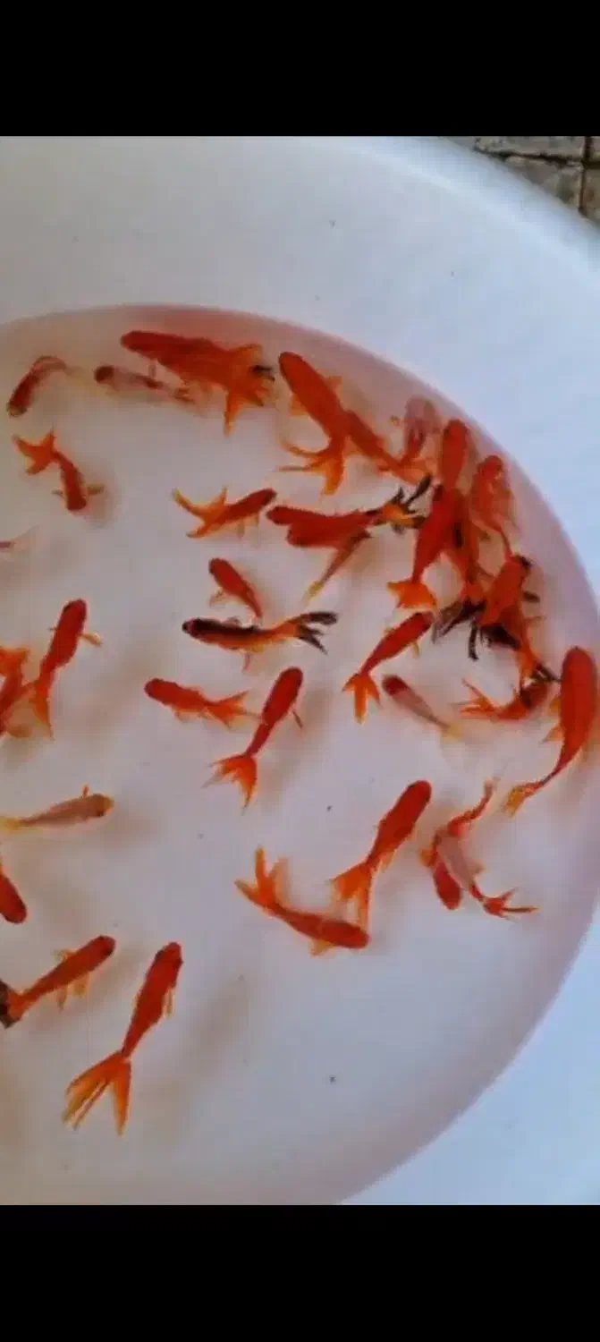 ماهی قرمز|ماهی|رفسنجان, |دیوار