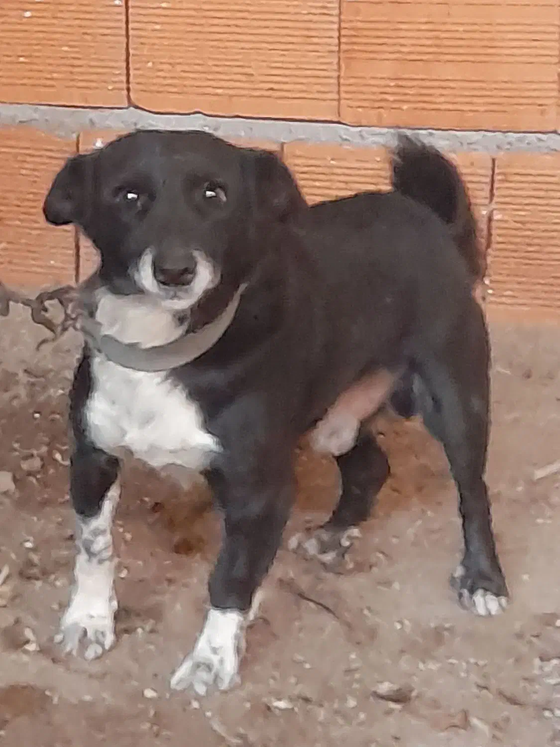 سگ پاکوتاه|سگ|بهشهر, |دیوار