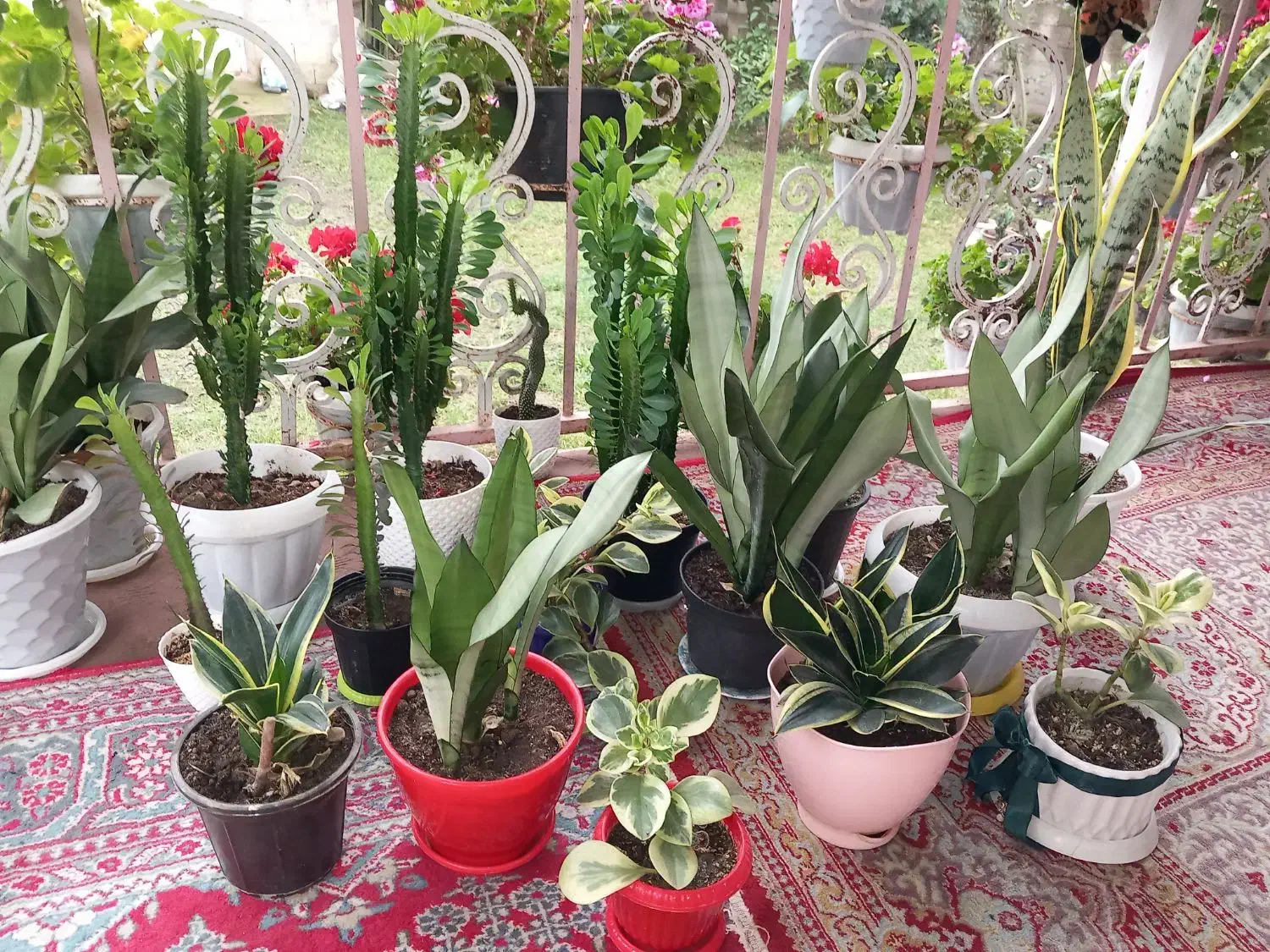 فروش تعدادی از گلها یکجا|گل و گیاه طبیعی|گوراب زرمیخ, |دیوار