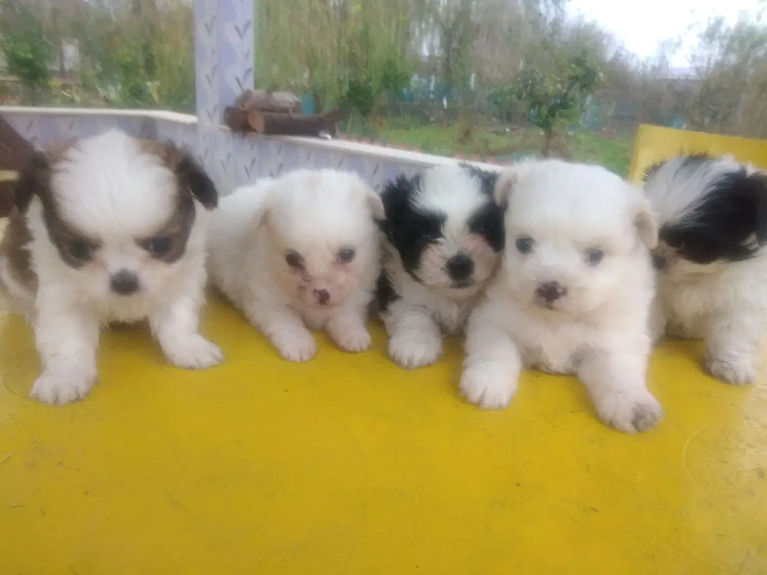 هاپوهای عروسکی ناز.|سگ|سنگر, |دیوار