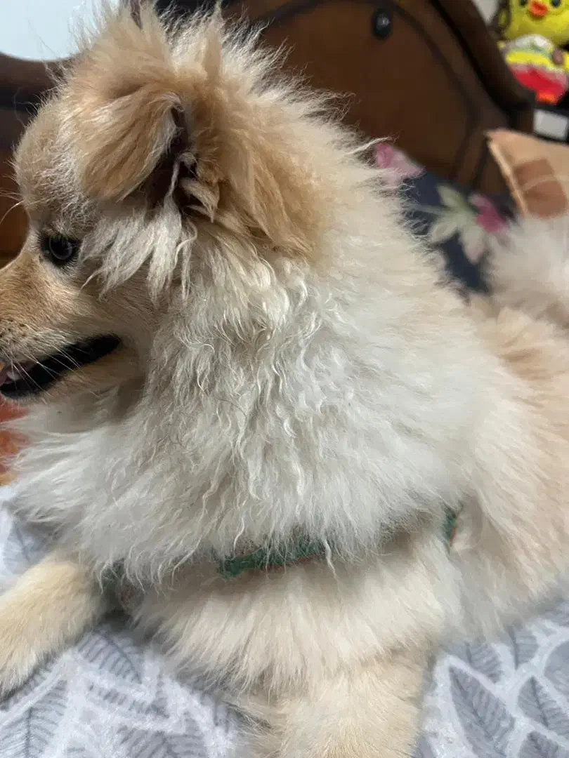 سگ پامر ماده|سگ|رشت, گلسار|دیوار