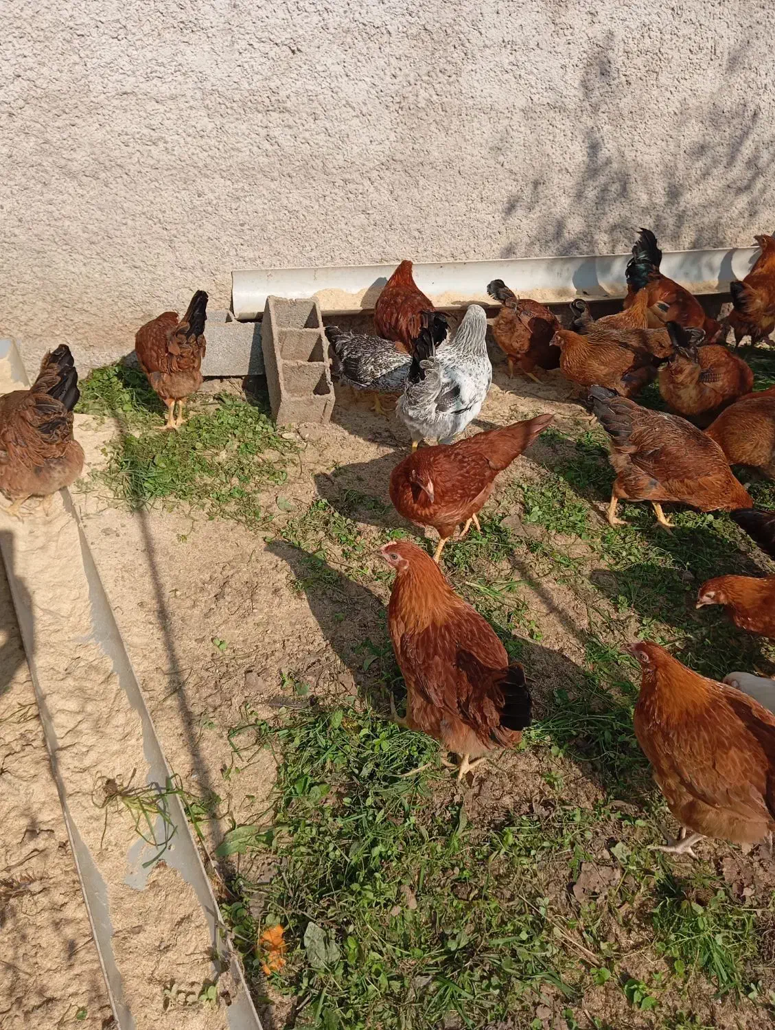 جوجه گلپایگان سالم چهار ماهه|حیوانات مزرعه|لاهیجان, کوی زمانی|دیوار