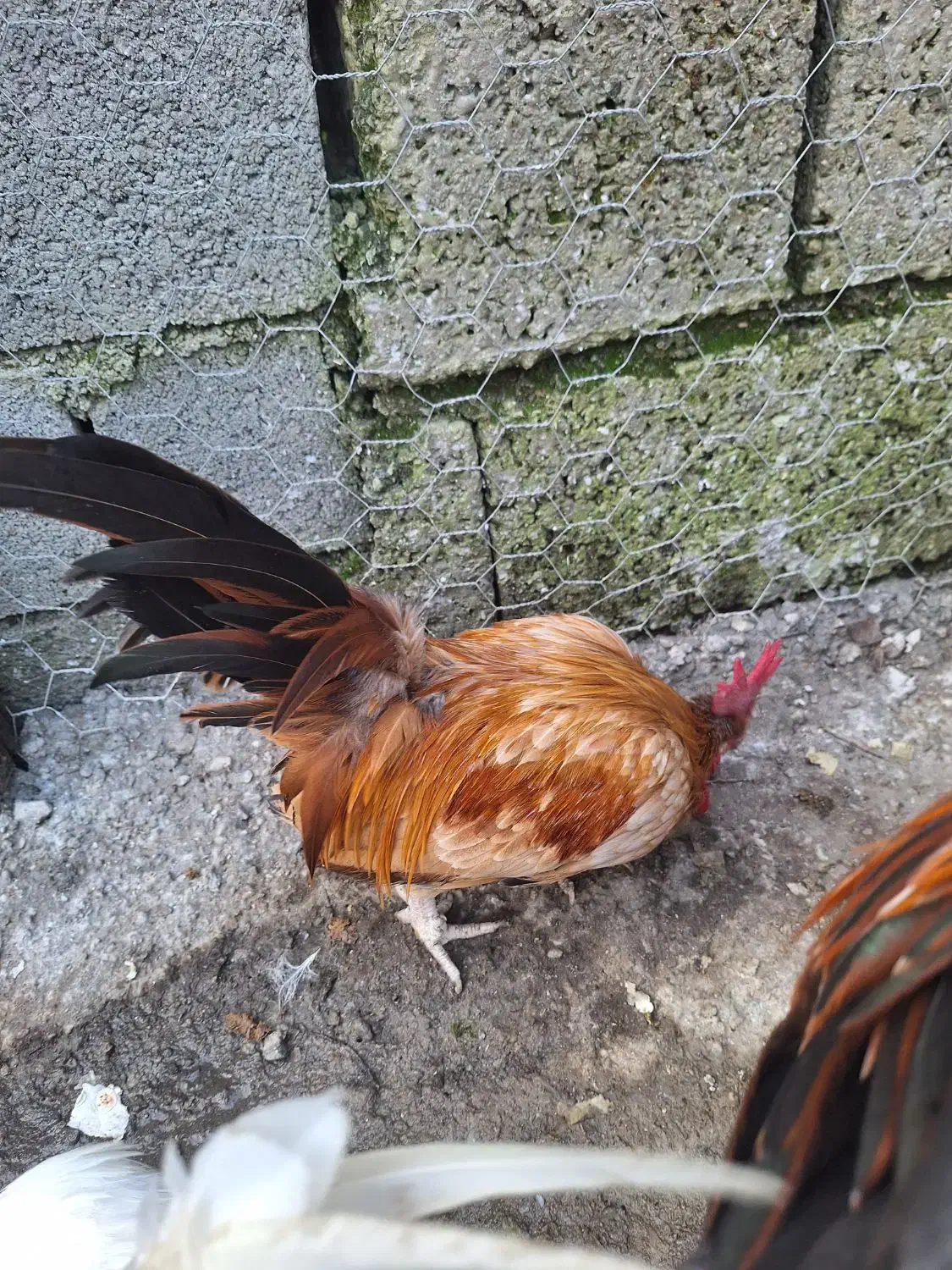 خروس مینیاطوری|حیوانات مزرعه|رویان, |دیوار