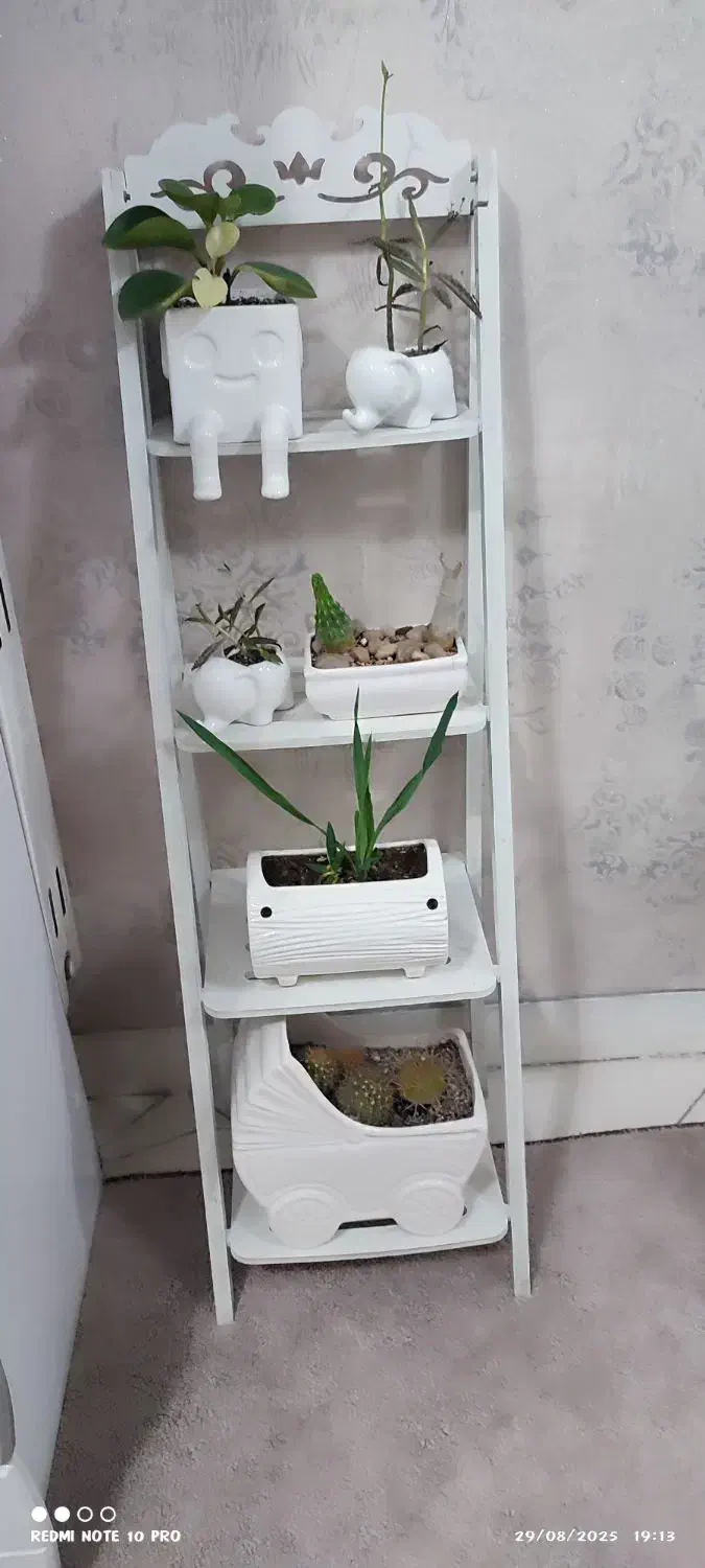 شلف و گل و گلدان|گل و گیاه طبیعی|تهران, زمزم|دیوار