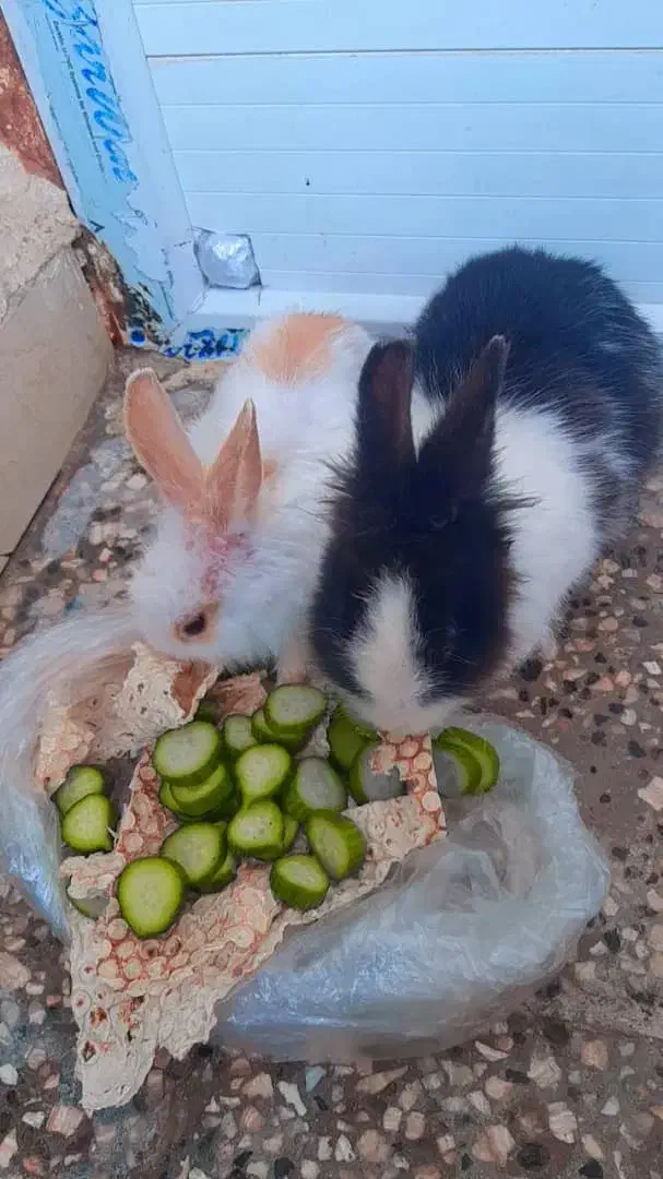 خرگوش لوپی با قفس|موش و خرگوش|زاهدان, |دیوار