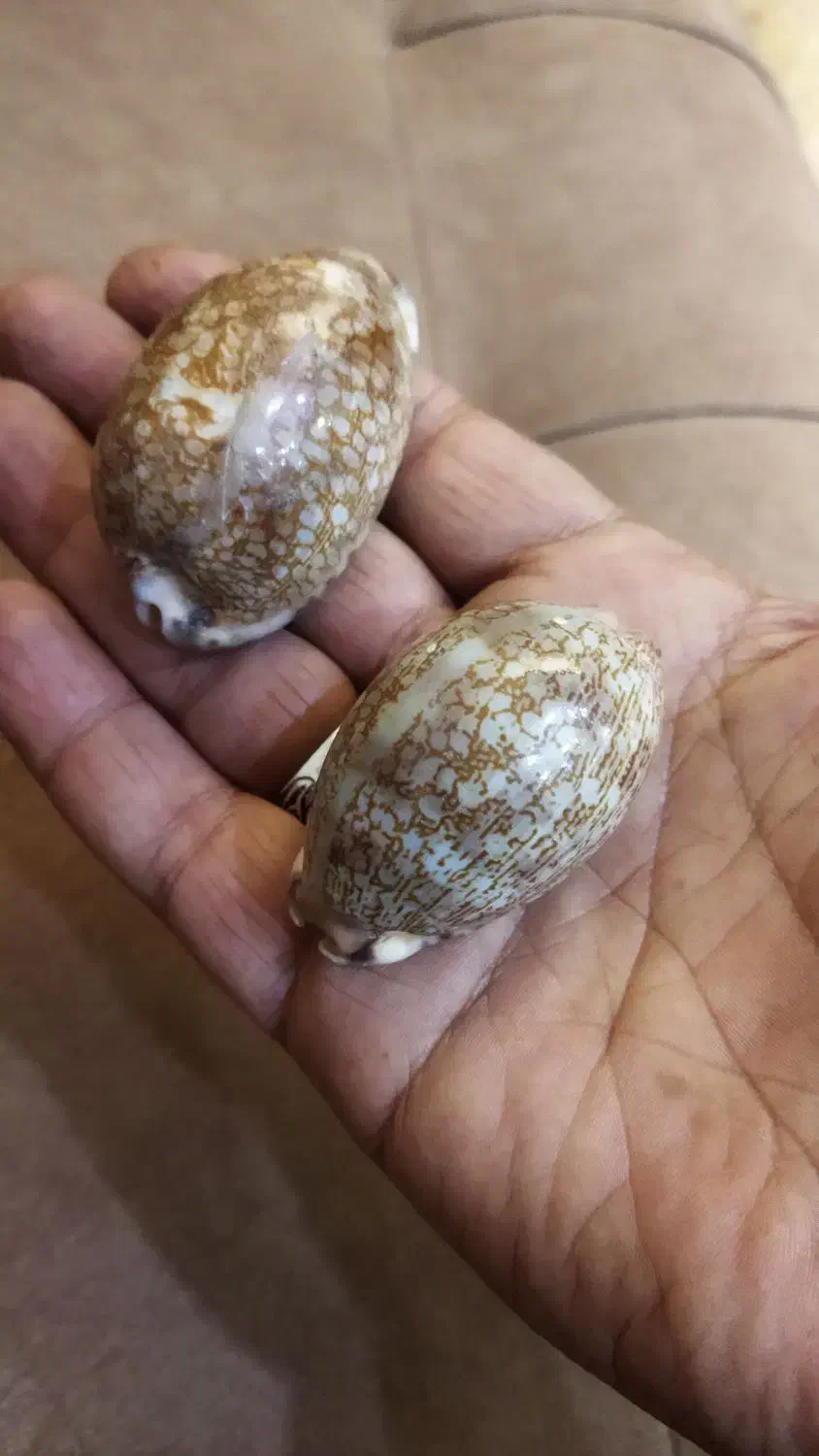 صدف قدیمی خارجی|کلکسیون اشیاء عتیقه|بهبهان, |دیوار